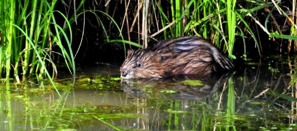 muskusrat-in-water